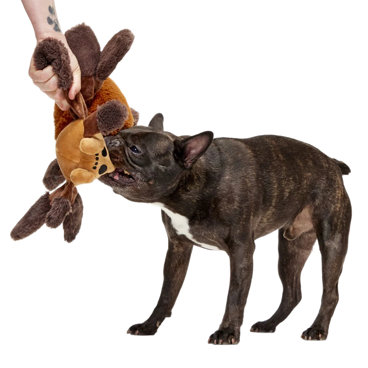 Aragog⢠Plush Tug Extra-Large Dog Toy - Image 3