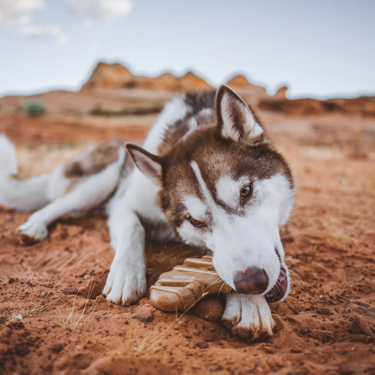 Bacon Glazed Pretzel Durable Super Chewer Gnaw Dog Toy - Image 3