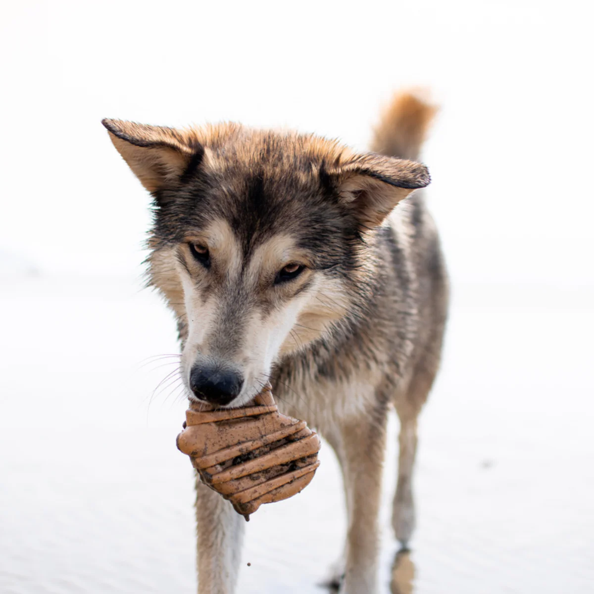 Bacon Glazed Pretzel Durable Super Chewer Gnaw Dog Toy - Image 4