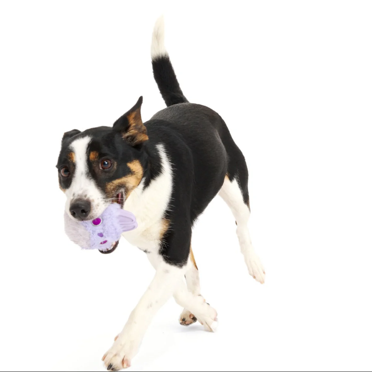 Beaster Bunny Super Chewer Durable 2-in-1 Dog Toy - Image 4