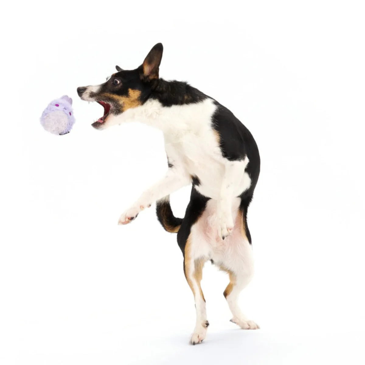 Beaster Bunny Super Chewer Durable 2-in-1 Dog Toy - Image 5