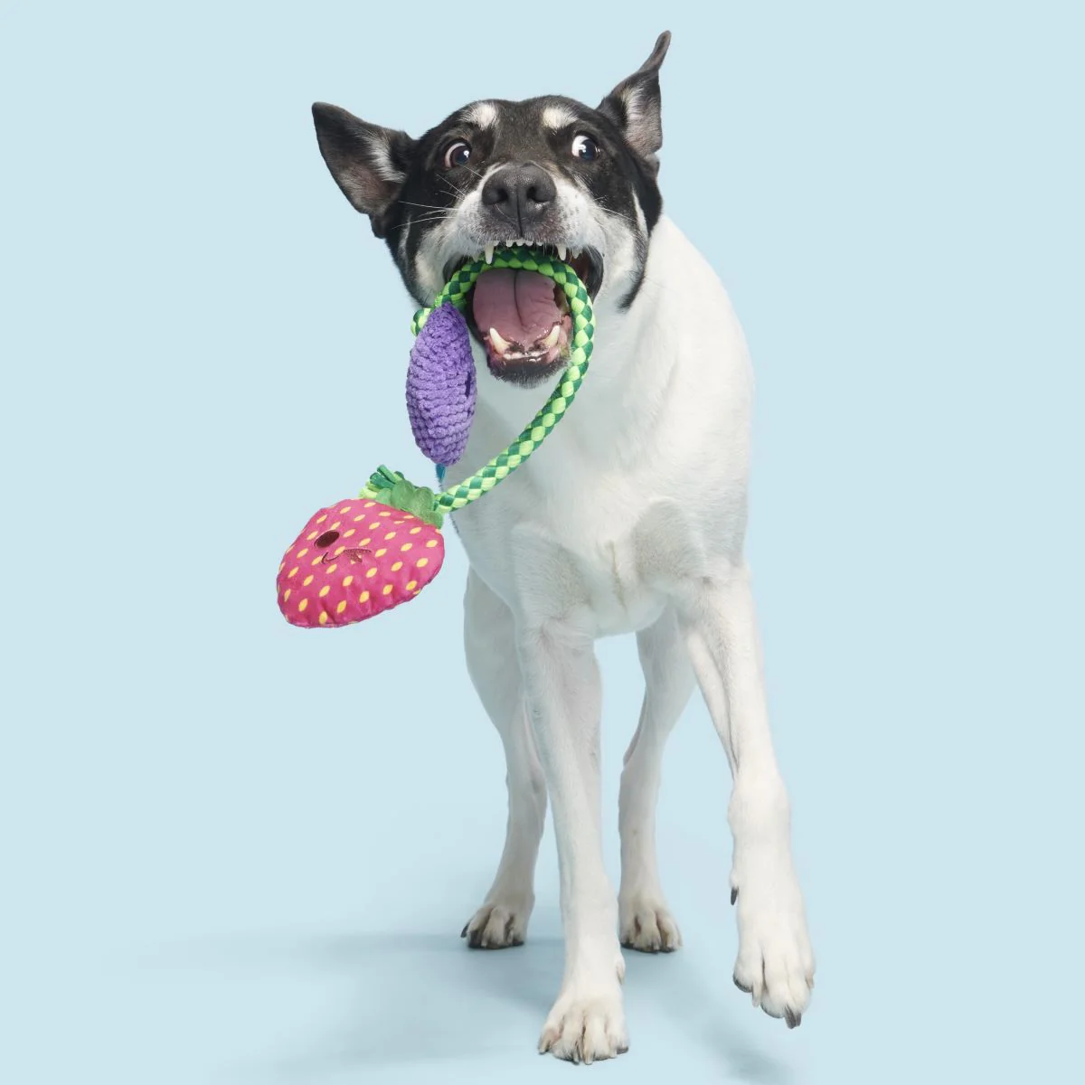 Berry Best Friends Plush Tug + Rope Dog Toy - Image 3