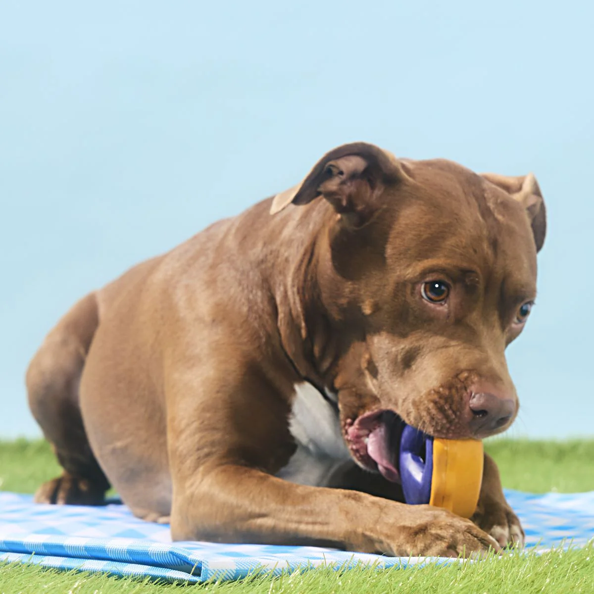 Blueberry Pie Durable Super Chewer Enrichment Dog Toy - Image 3