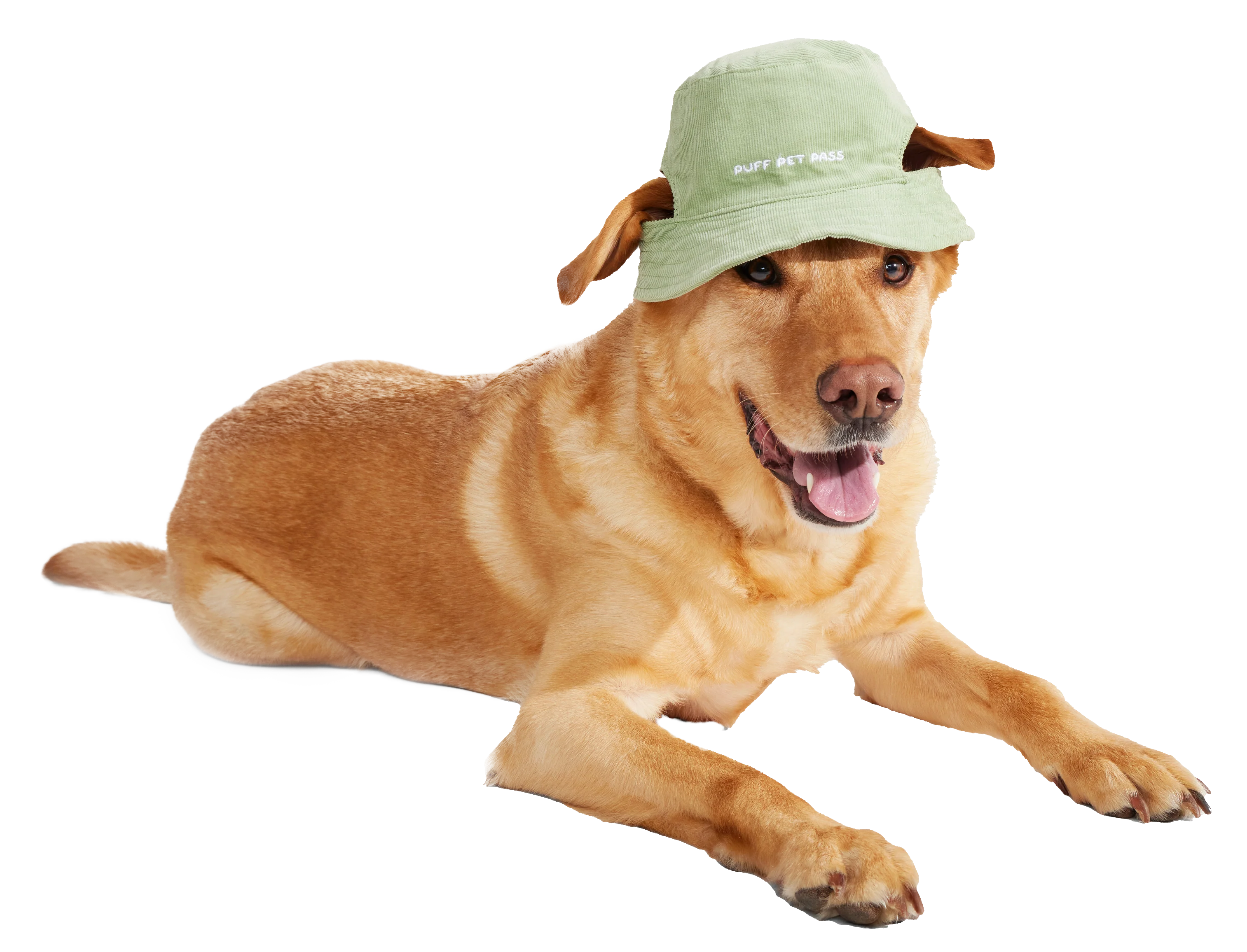 Blunt Hound Bucket Hat - Image 3