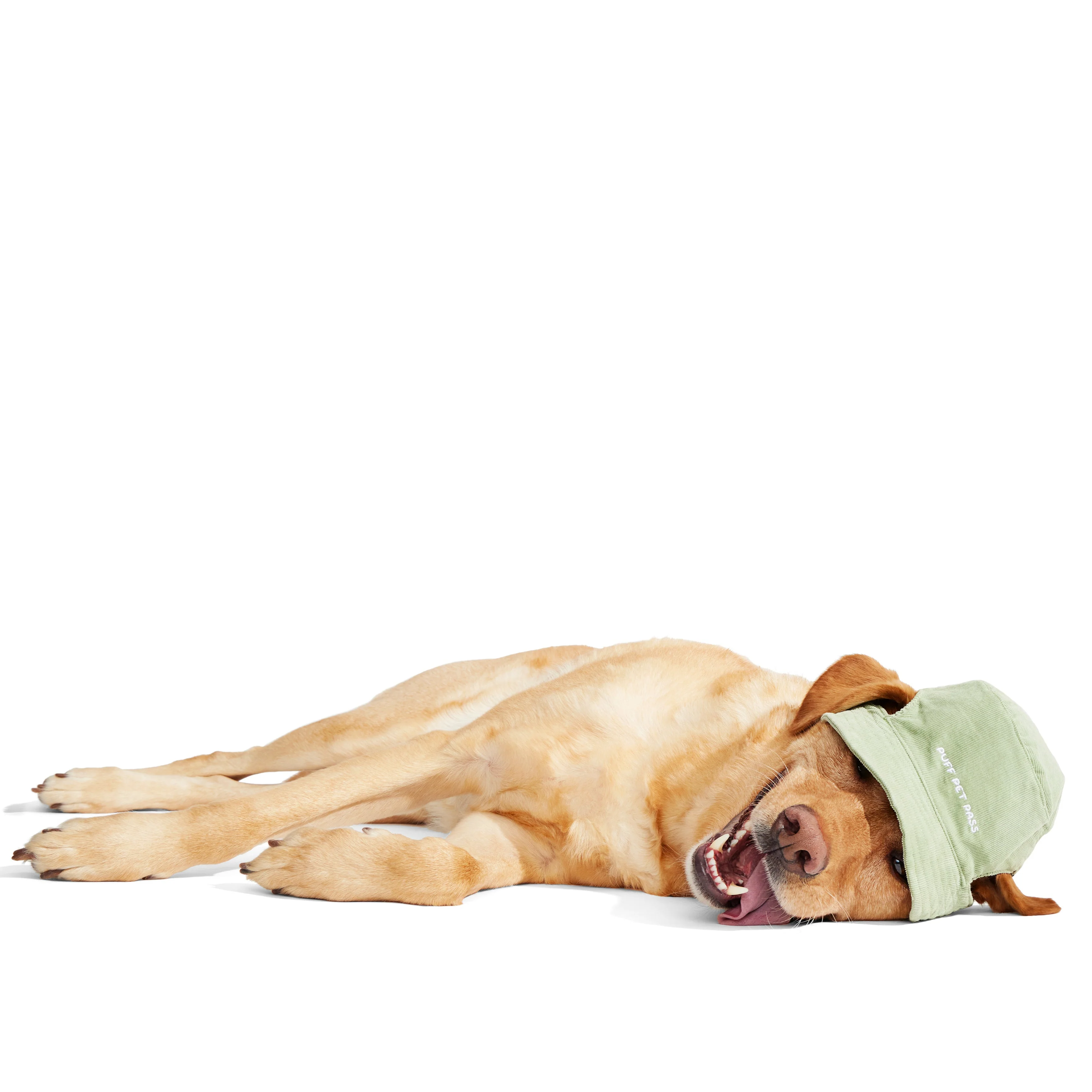 Blunt Hound Bucket Hat - Image 4