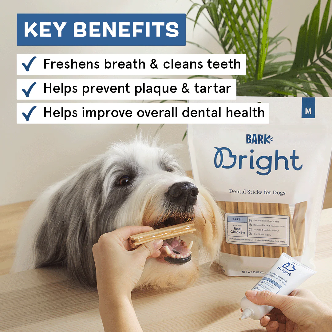 Bright Original Dental Kit - Image 5
