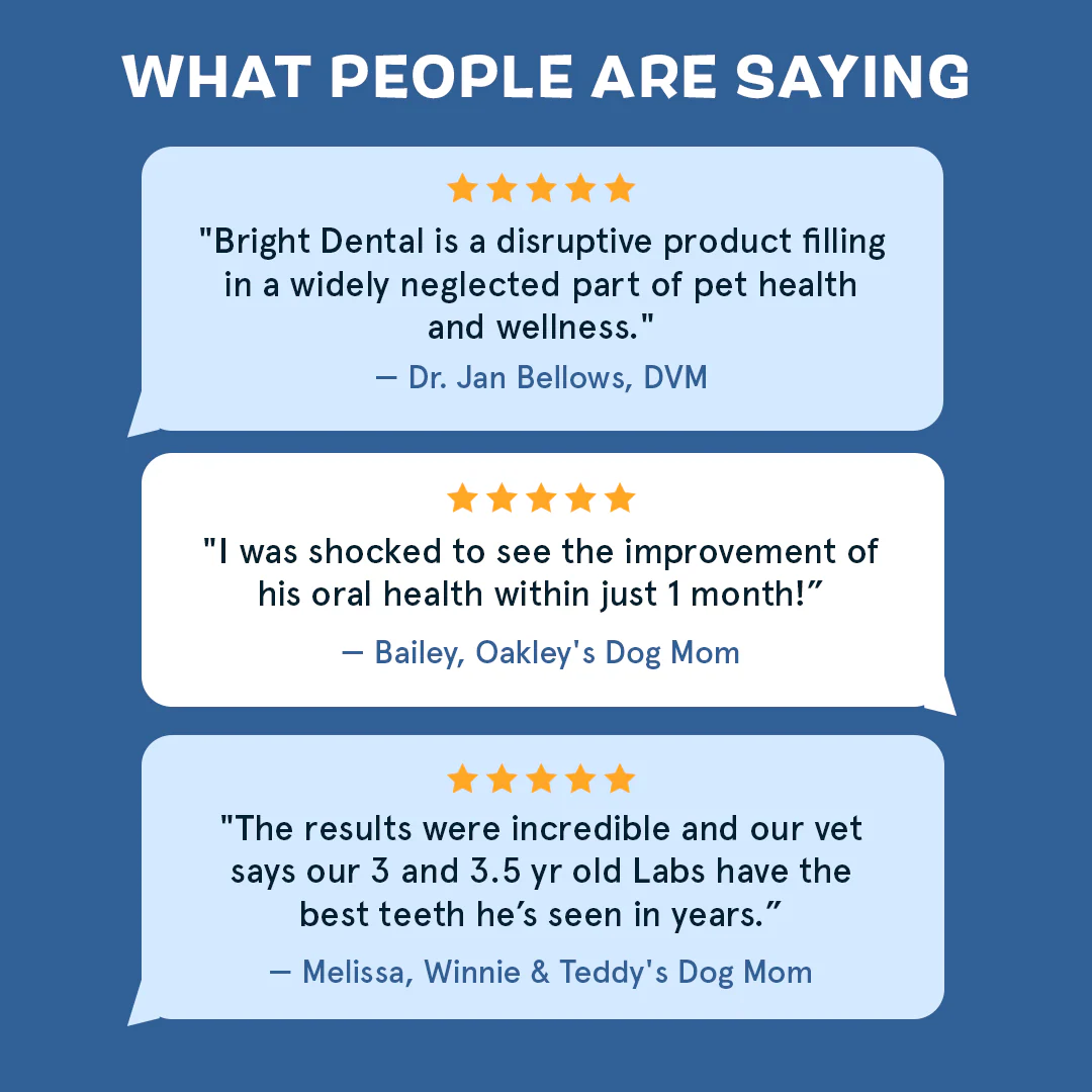 Bright Original Dental Kit - Image 6