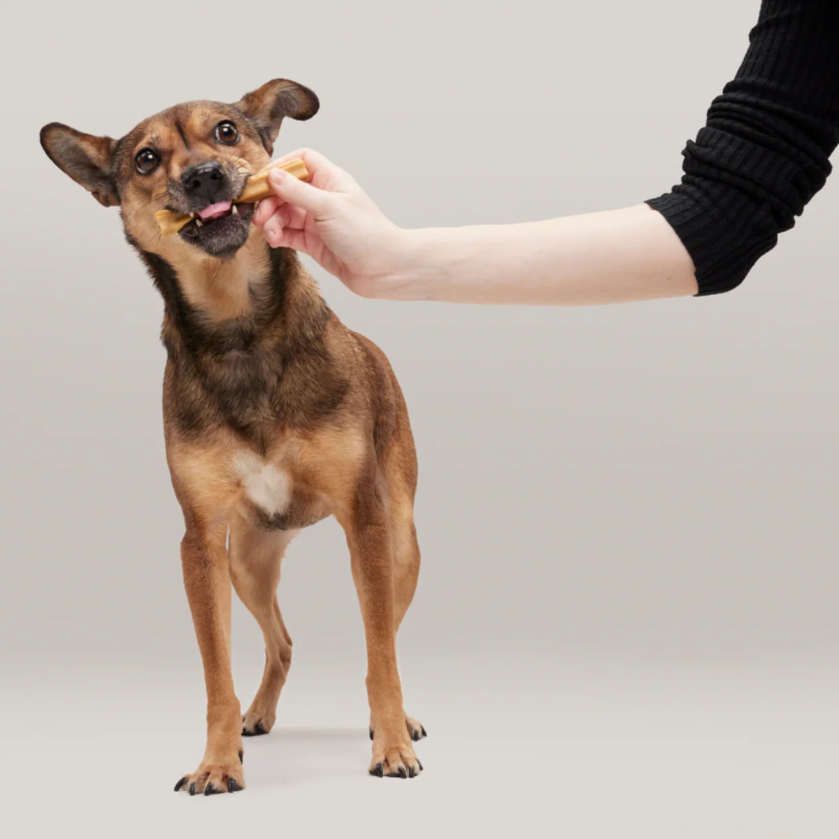 Bright Original Dental Kit - Image 8