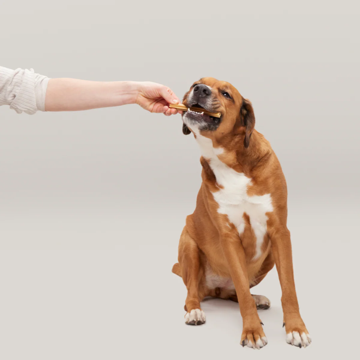 Bright Original Dental Kit - Image 9