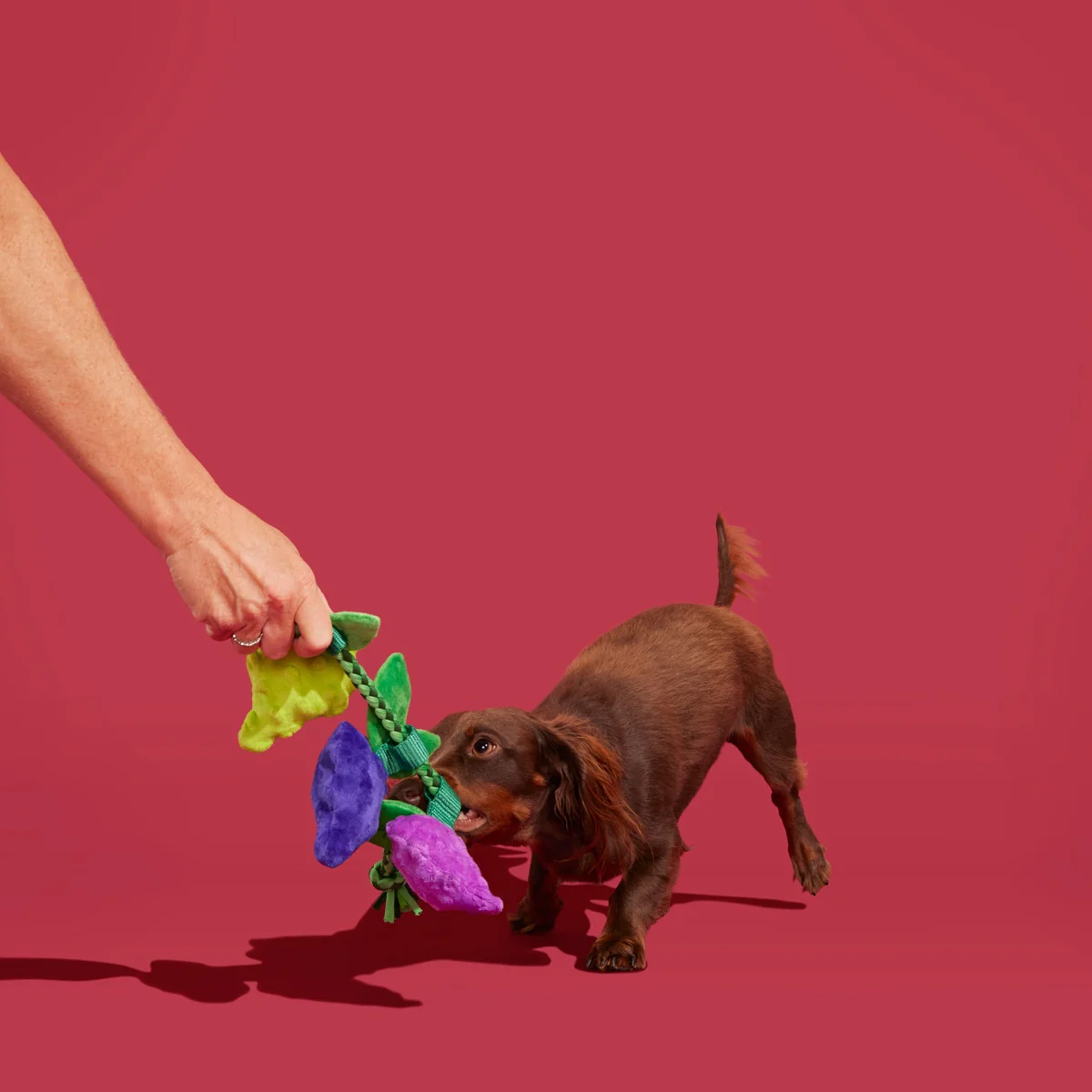 Chew The Grapevine Plush Tug Dog Toy - Image 3