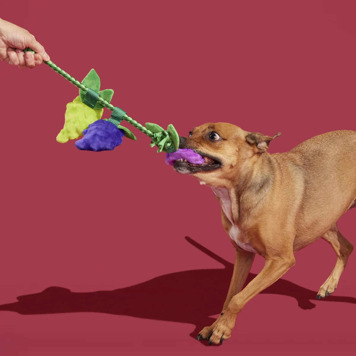 Chew The Grapevine Plush Tug Dog Toy - Image 4