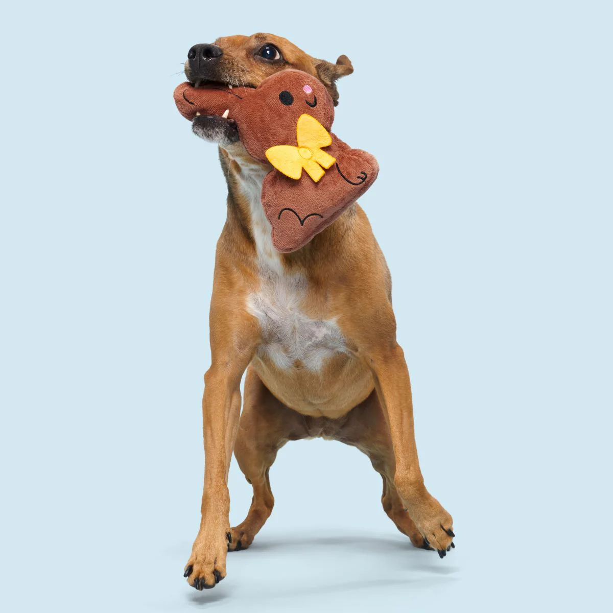 Chocolick Chunky Bunky Plush Tug Dog Toy - Image 5