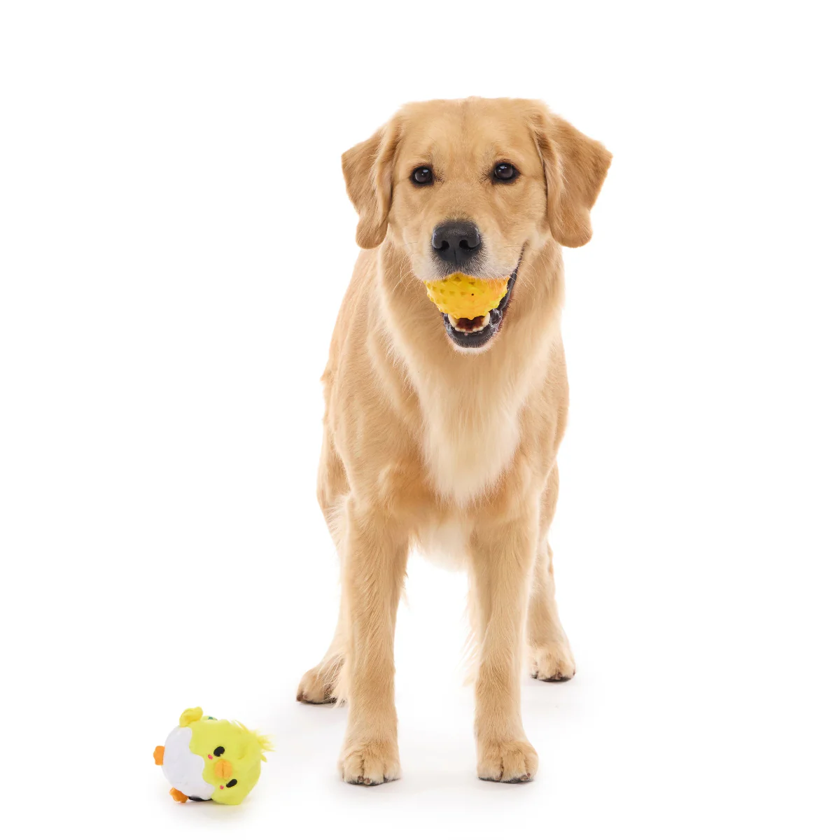 Chuck the Chick Durable Super Chewer 2-in-1 Rip and Reveal + Fetch Dog Toy - Image 5