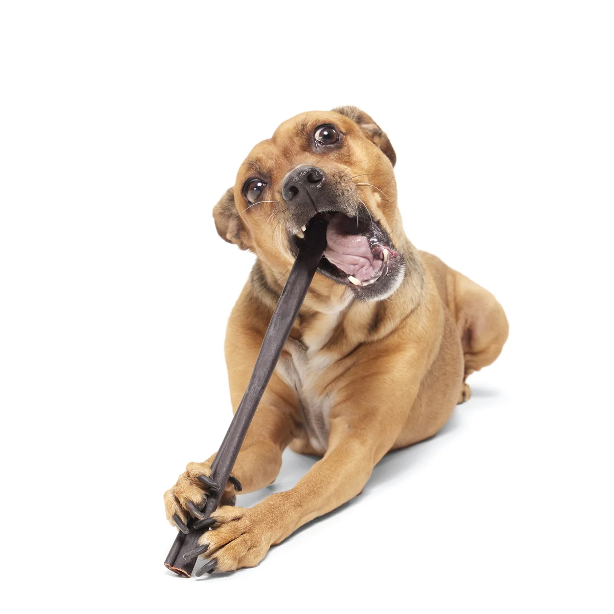 Classic Chewin' Collagen Chew 12" - Image 3