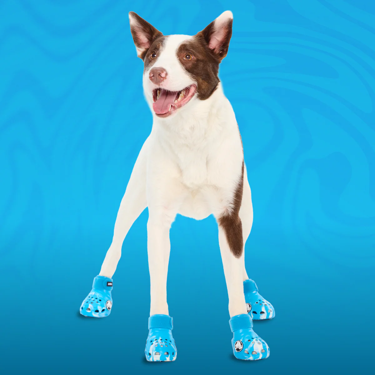 Crocs™ Shoes For Dogs - Image 12