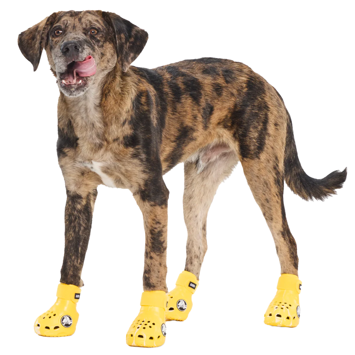Crocs™ Shoes For Dogs - Image 14