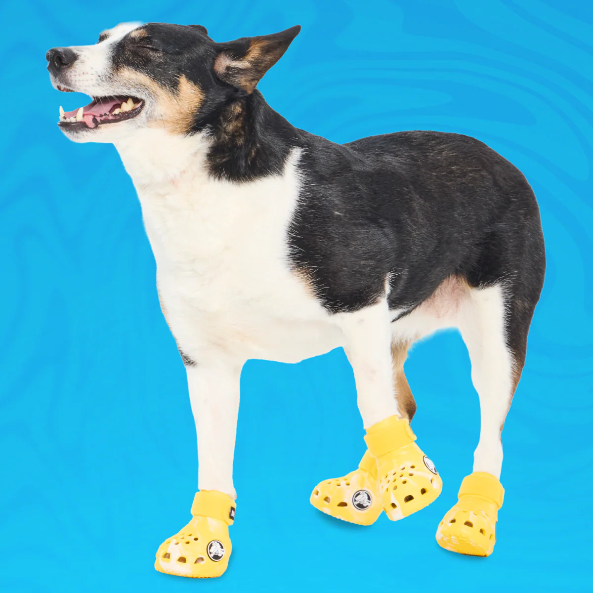 Crocs™ Shoes For Dogs - Image 16
