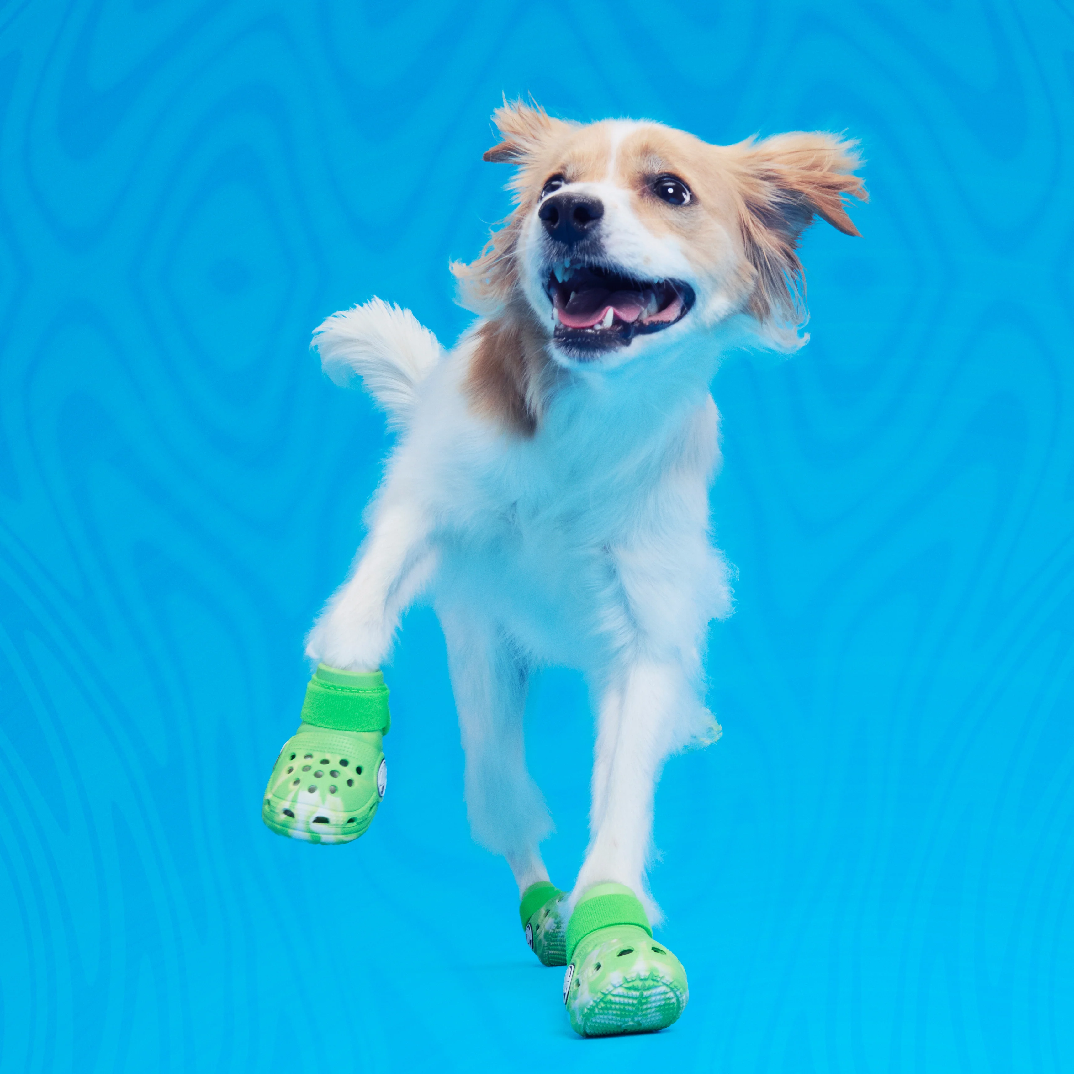 Crocs™ Shoes For Dogs - Image 17