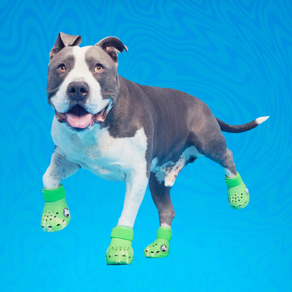 Crocs™ Shoes For Dogs - Image 18