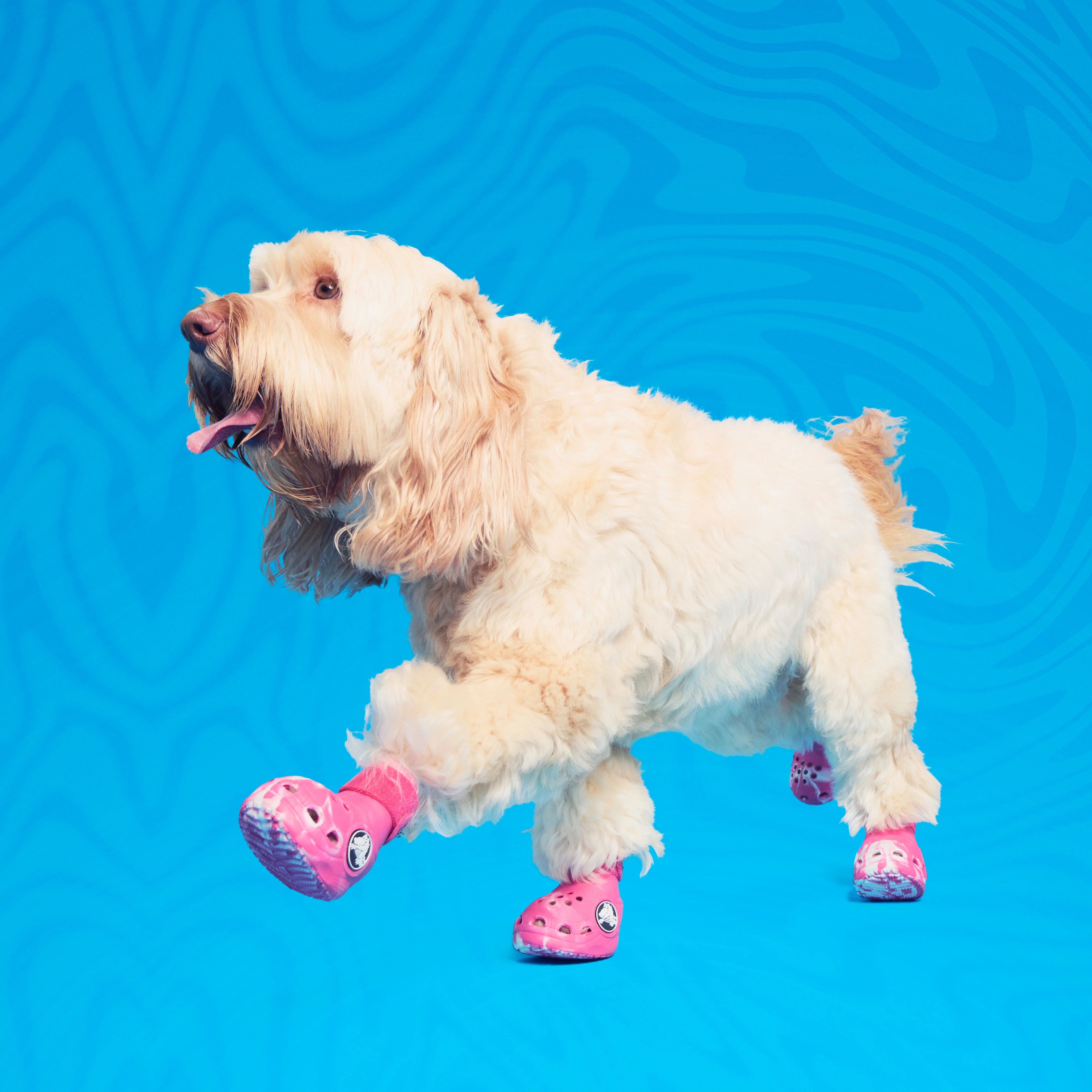 Crocs™ Shoes For Dogs - Image 20