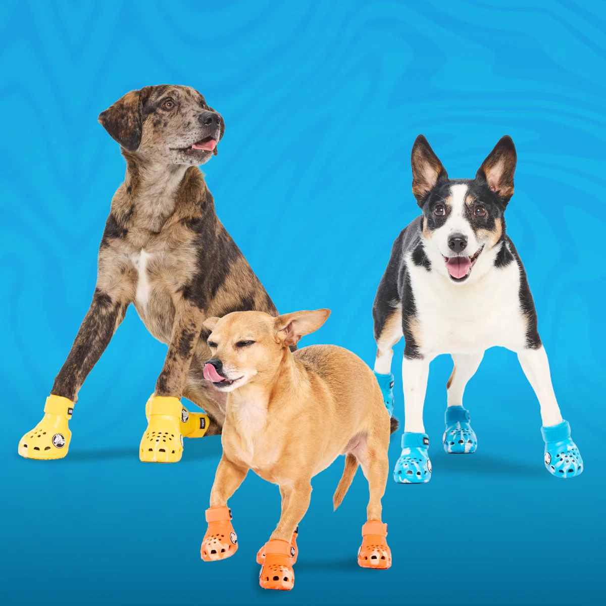 Crocs™ Shoes For Dogs - Image 24