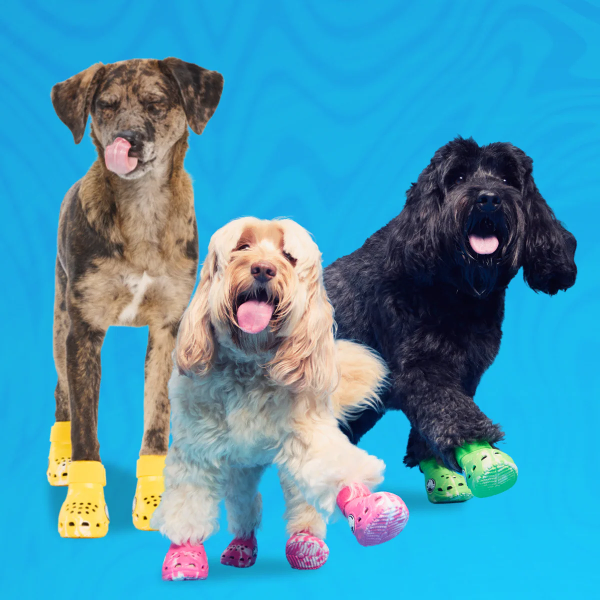 Crocs™ Shoes For Dogs - Image 25