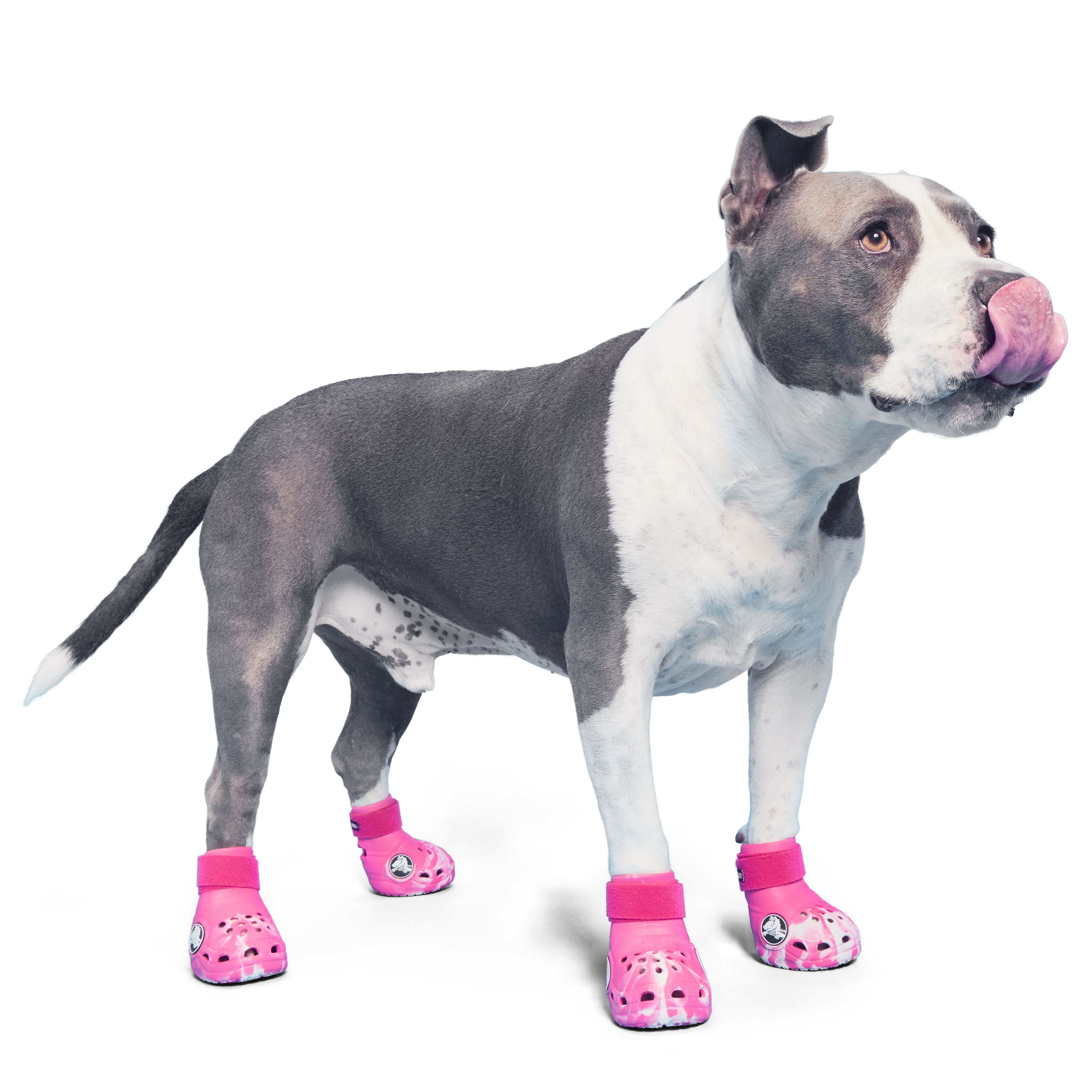 Crocs™ Shoes For Dogs - Image 5