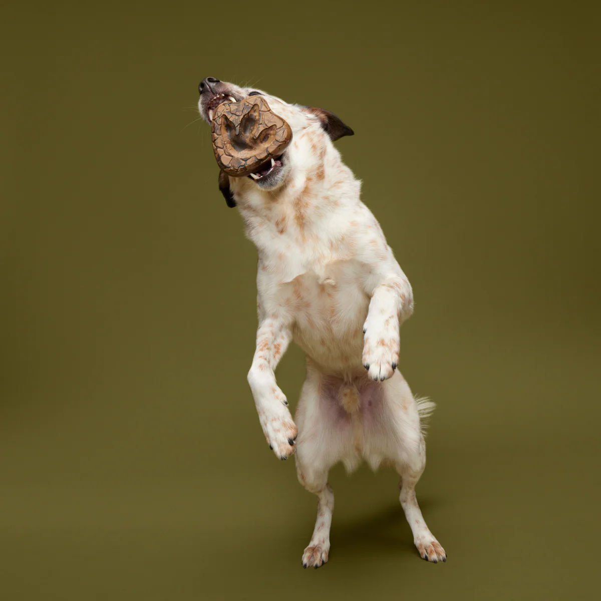 Dino Fossil Chew Durable Super Chewer Enrichment Dog Toy - Image 3