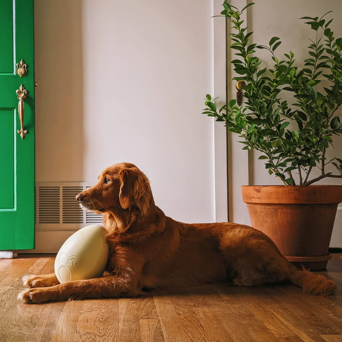 Dinosaur Egg Durable Super Chewer Extra-Large + Fetch Dog Toy - Image 3