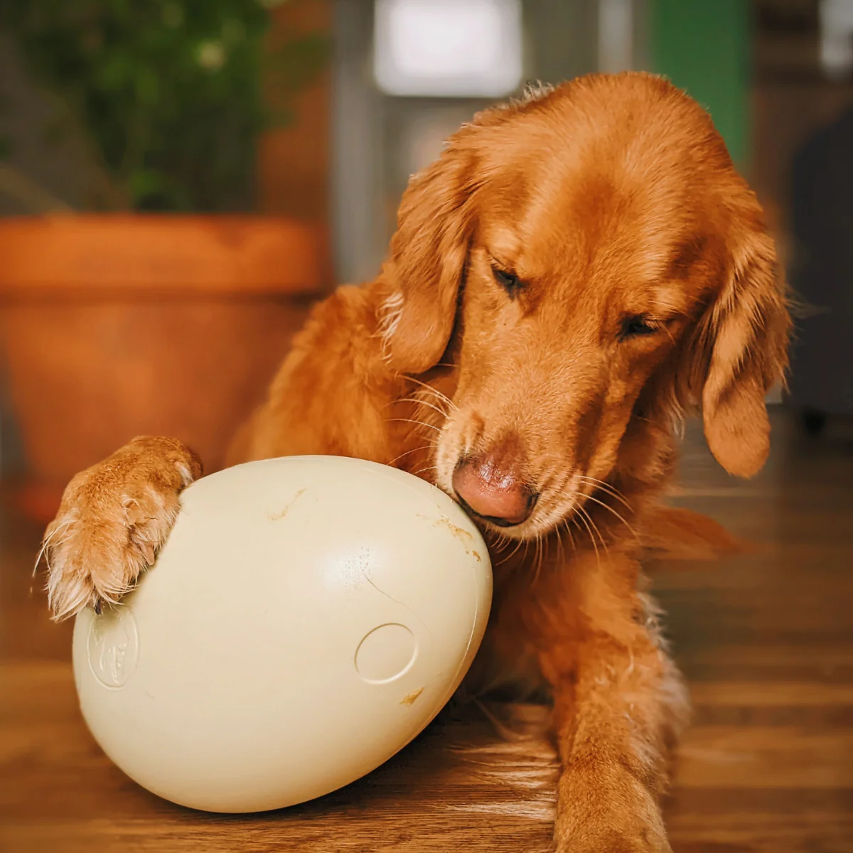 Dinosaur Egg Durable Super Chewer Extra-Large + Fetch Dog Toy - Image 4