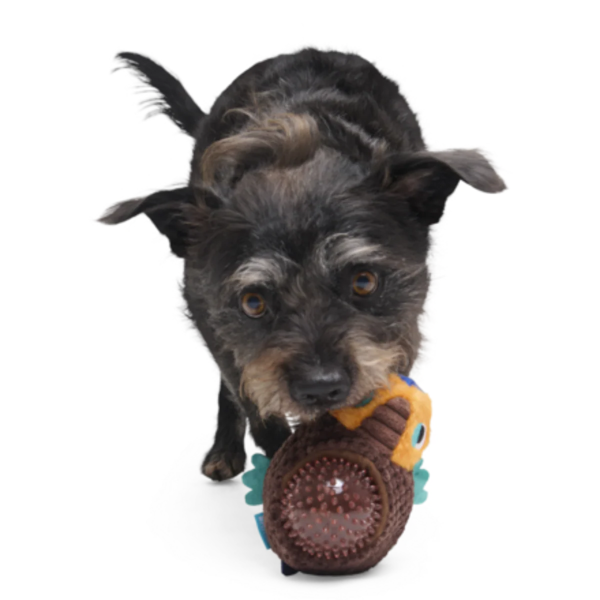 Don The Glyptodon Plush Multi-Part Dog Toy - Image 5