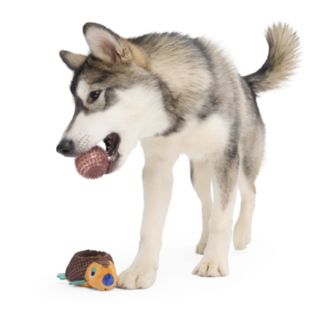 Don The Glyptodon Plush Multi-Part Dog Toy - Image 6