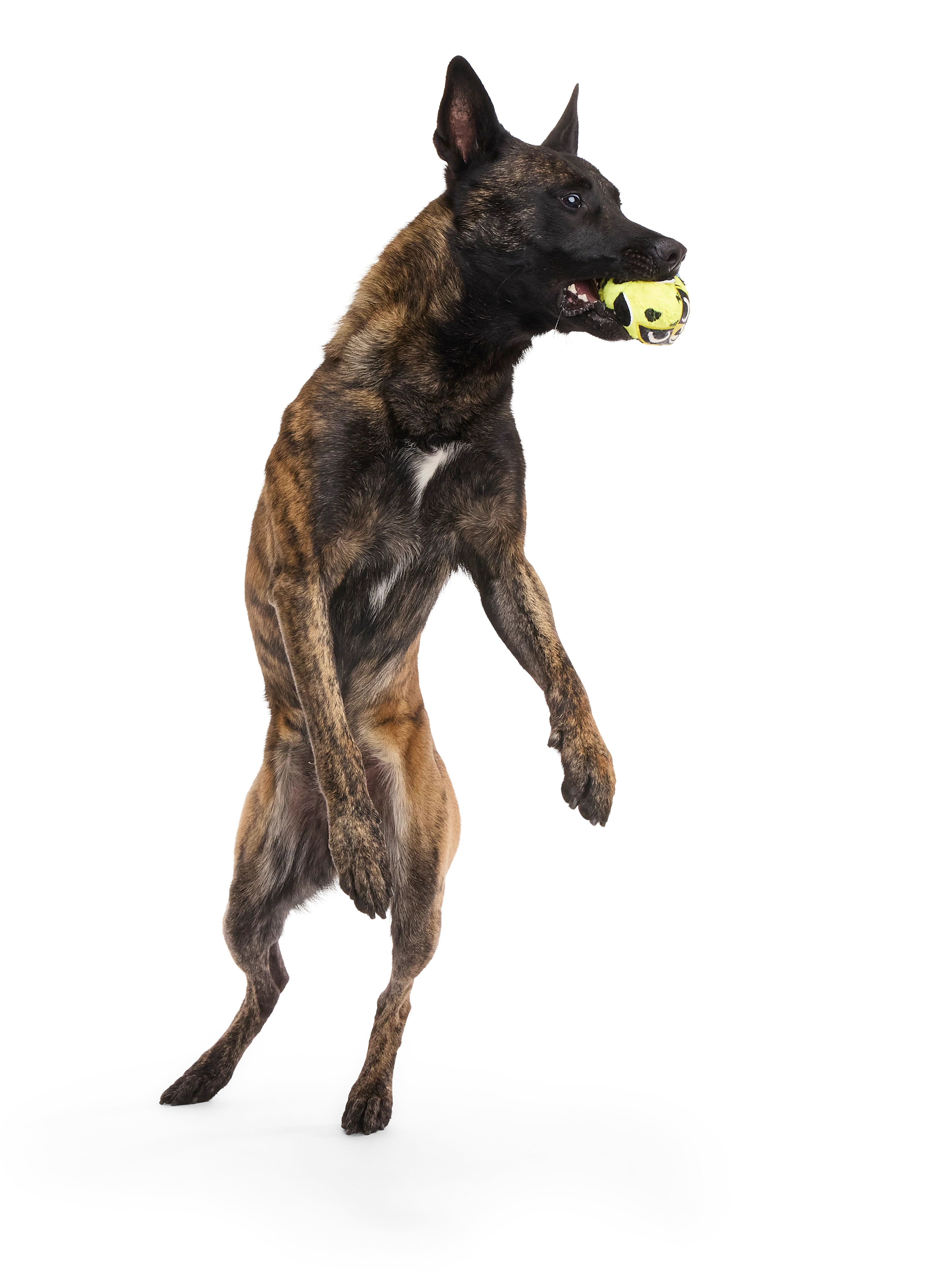 Duma Njaa Plush 2-in-1 Rip and Reveal + Fetch + Multi-Part Dog Toy - Image 6