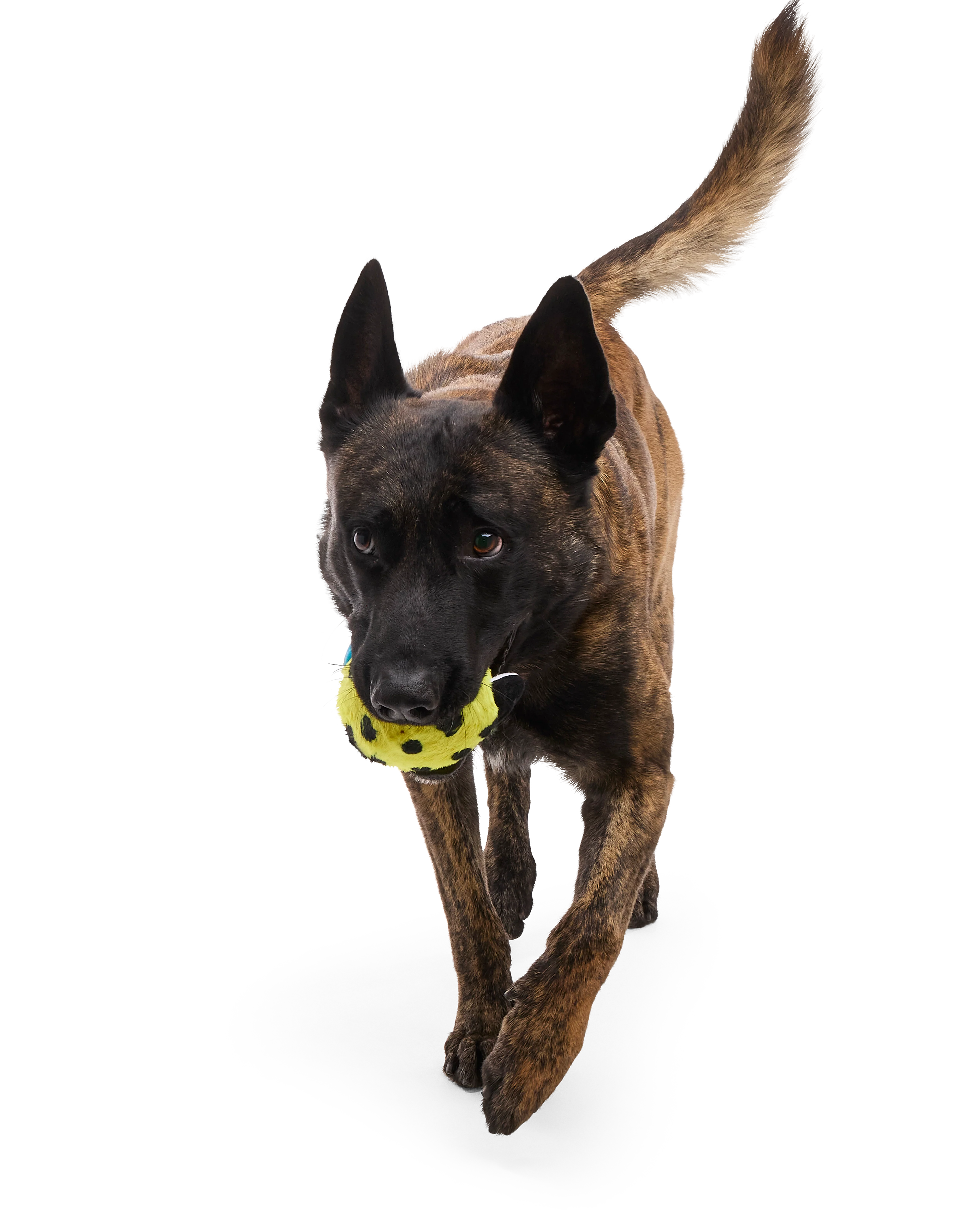 Duma Njaa Plush 2-in-1 Rip and Reveal + Fetch + Multi-Part Dog Toy - Image 7