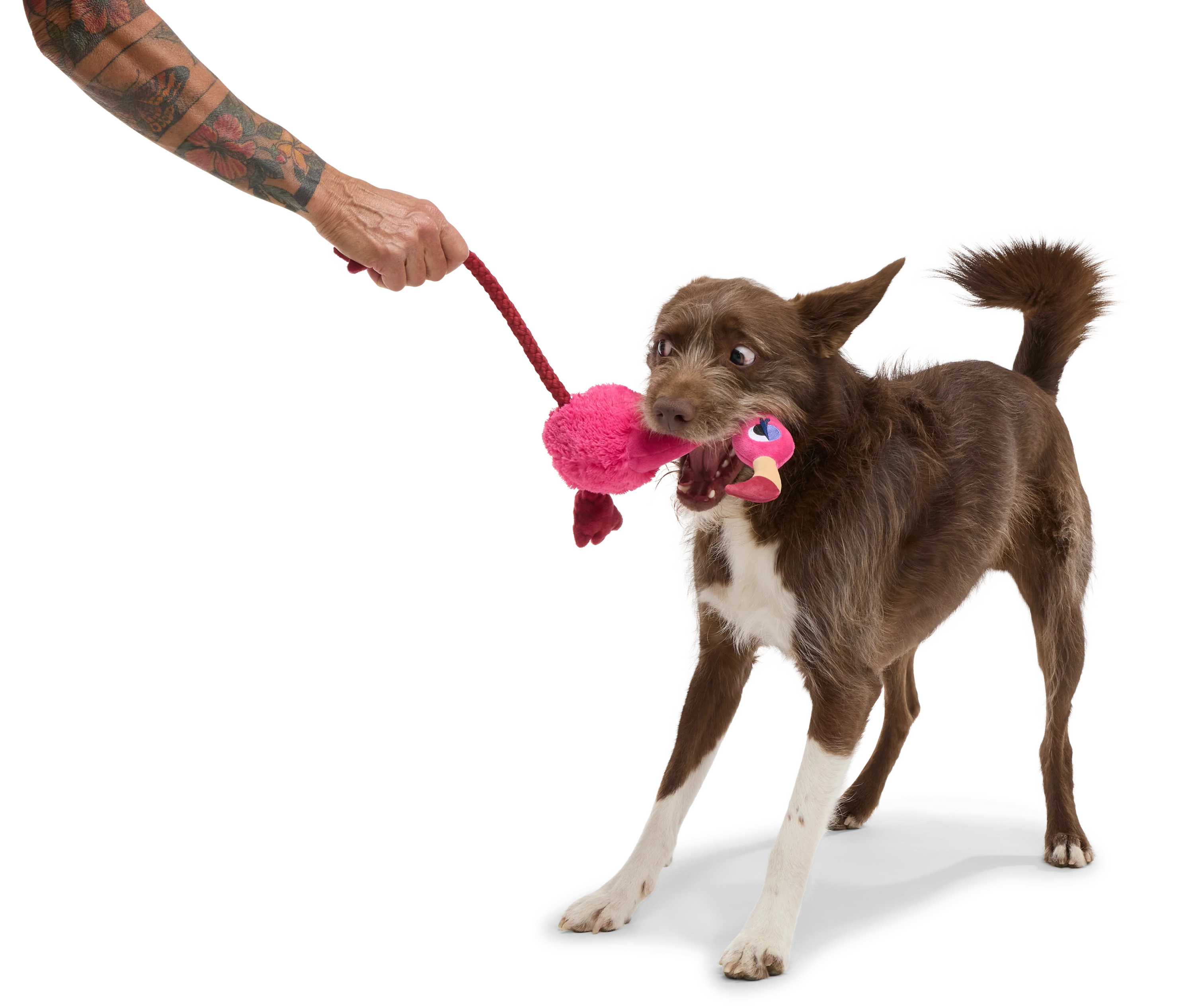Fahari Flamingo Plush Tug Dog Toy - Image 3