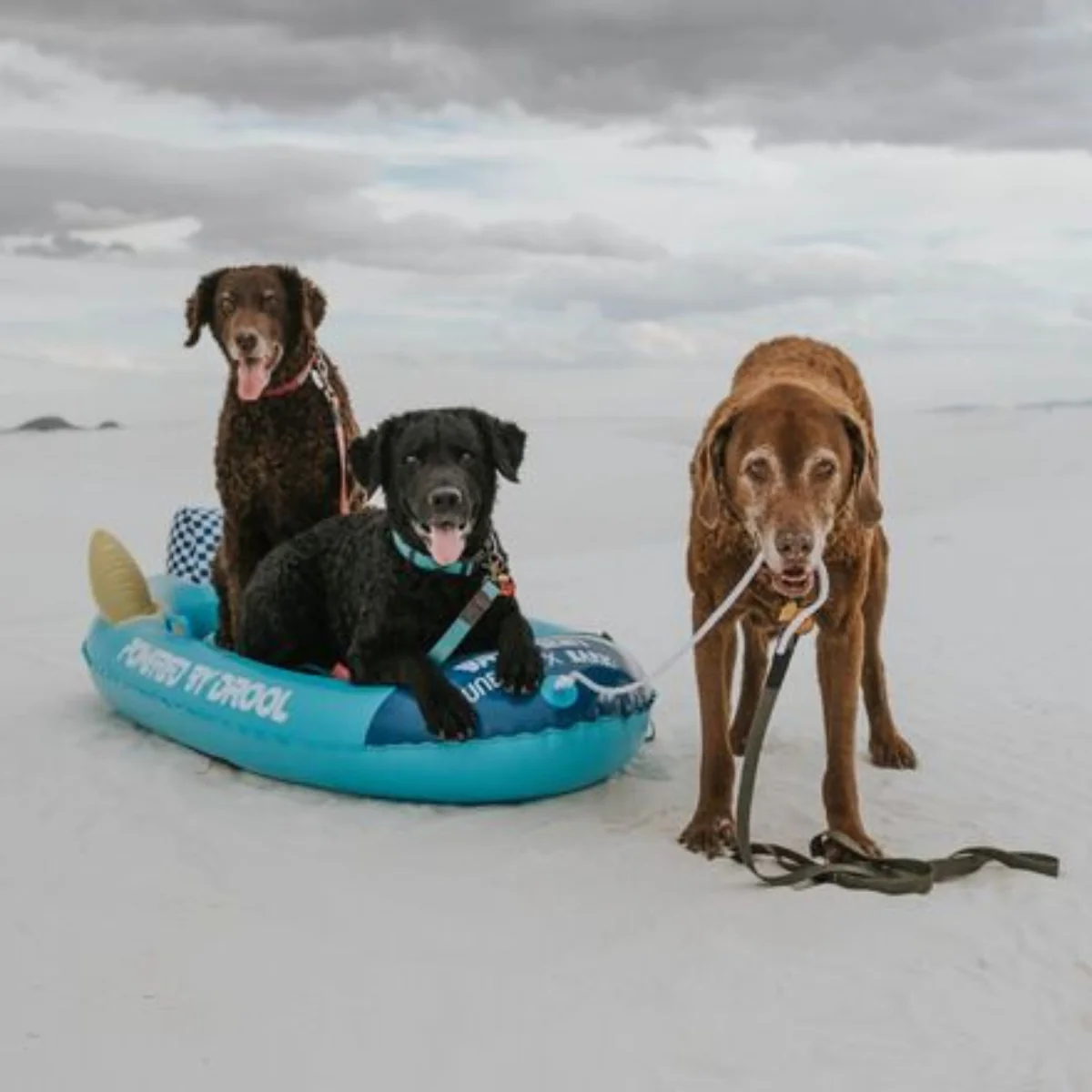 FUNBOY x BARK Dog Sled - Image 4