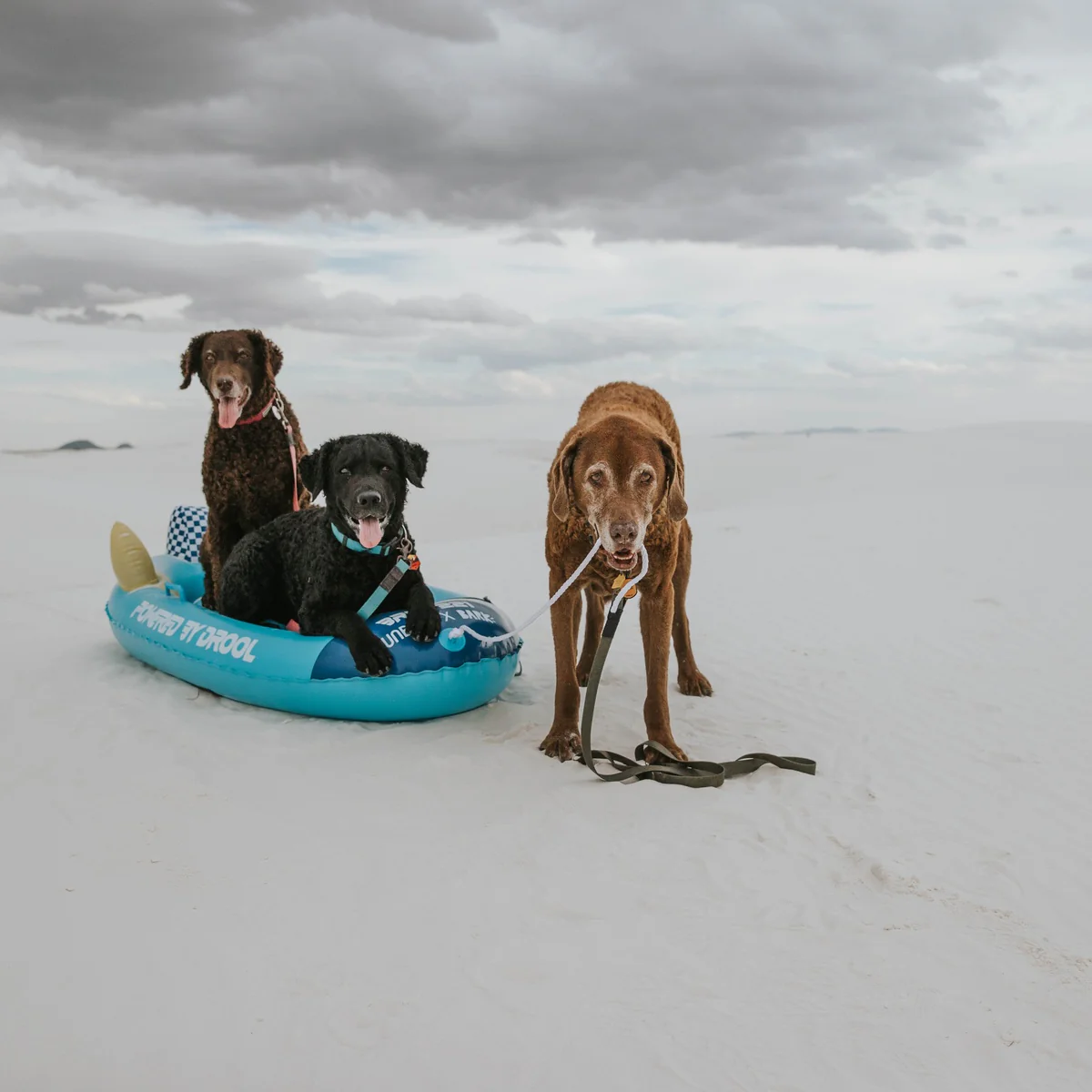 FUNBOY x BARK Dog Sled - Image 8