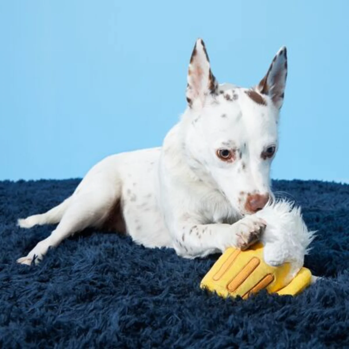 Hair of the Dog Plush Tug + 2-in-1 Rip and Reveal Dog Toy - Image 3