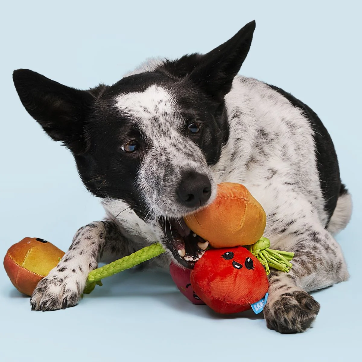 Hairloom Tomatoes Plush Tug Dog Toy - Image 3