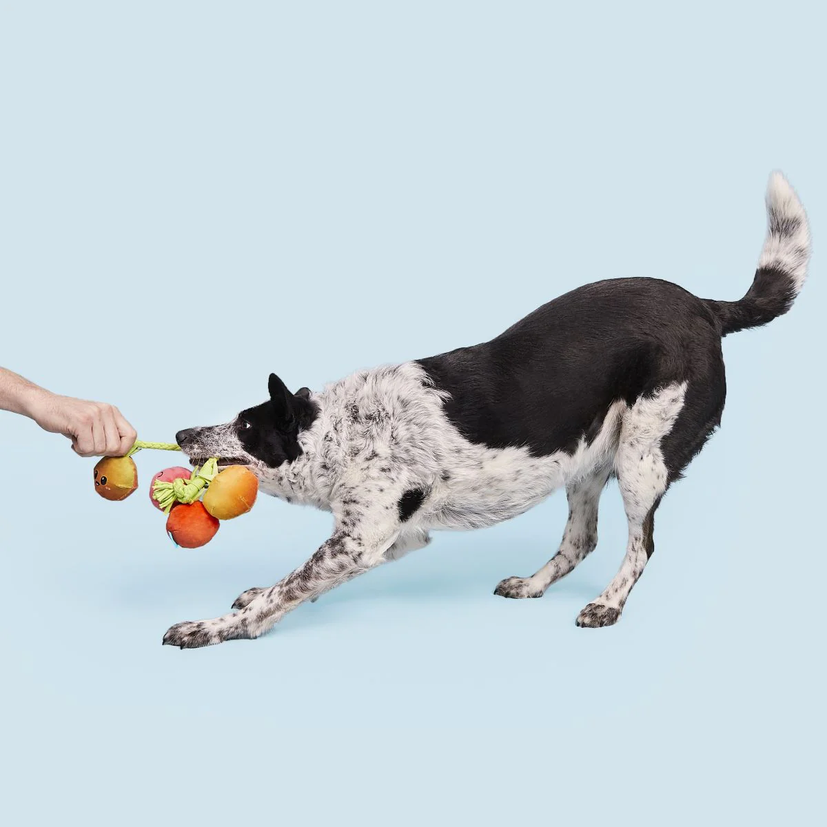 Hairloom Tomatoes Plush Tug Dog Toy - Image 4