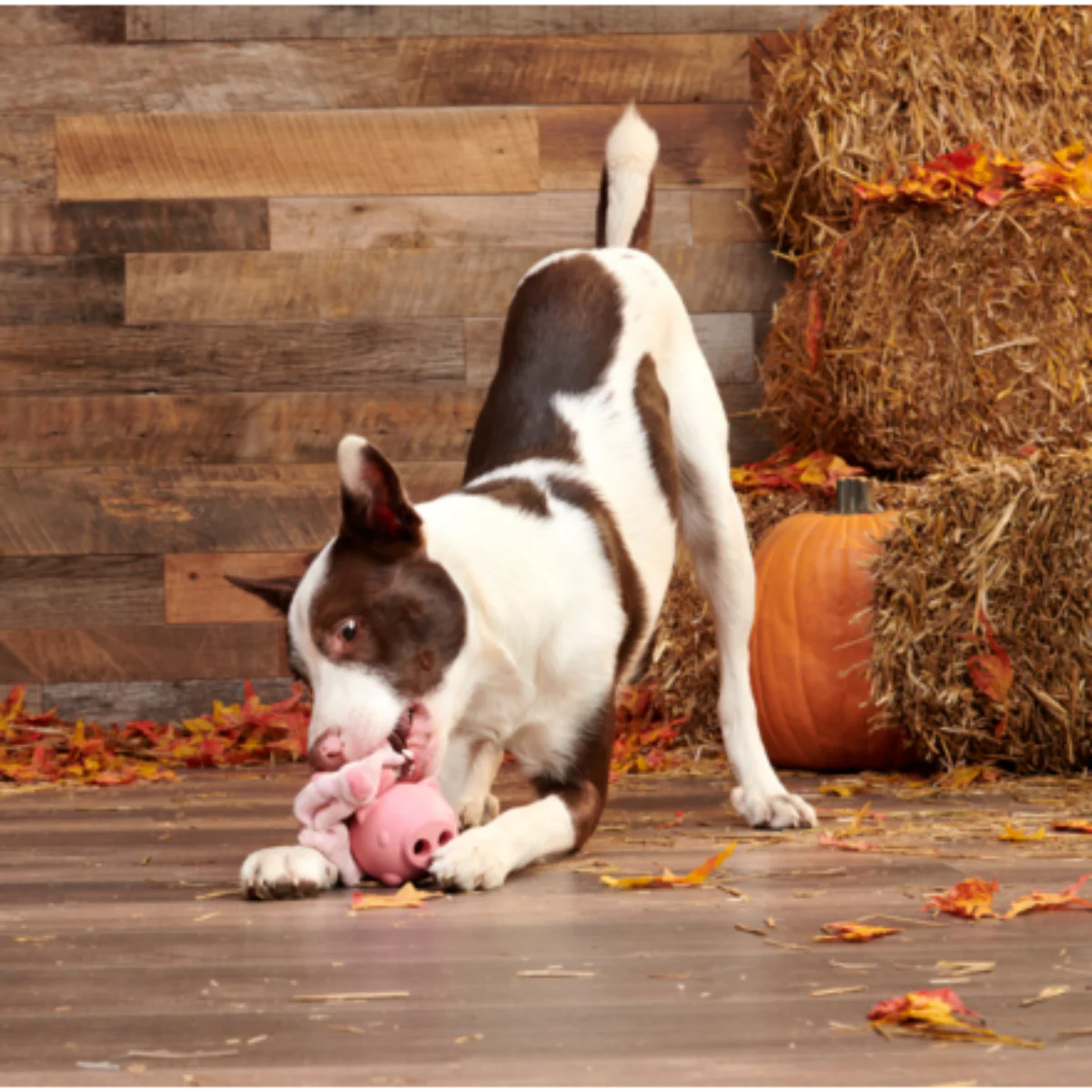 Hambone Super Chewer Durable 2-in-1 + Enrichment Dog Toy - Image 4