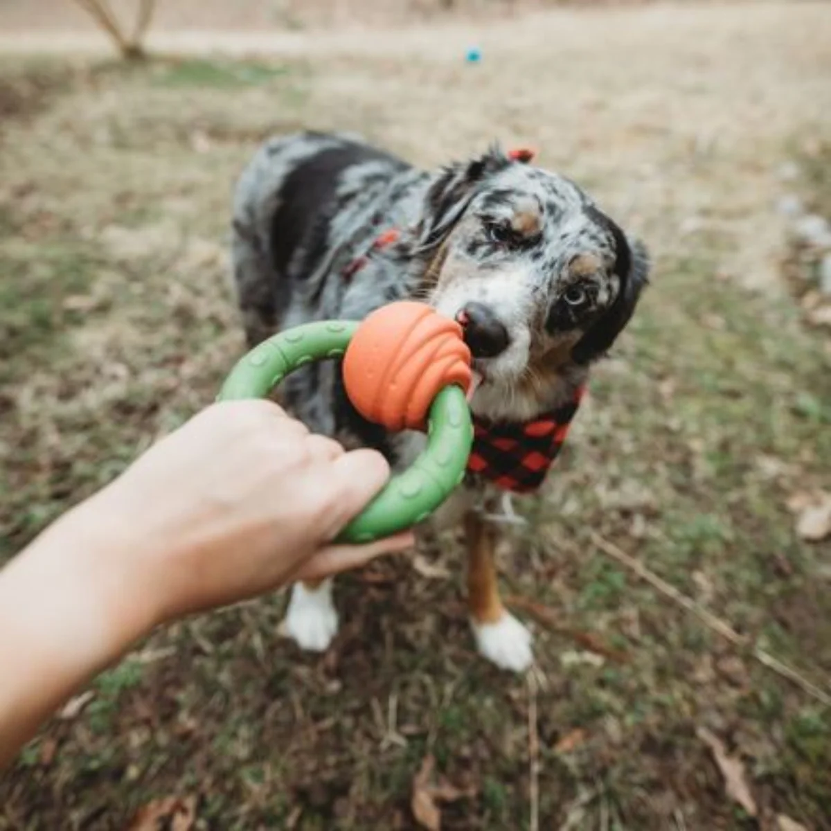 Heartstring Rose Ring Durable Super Chewer Tug + Gnaw Dog Toy - Image 3