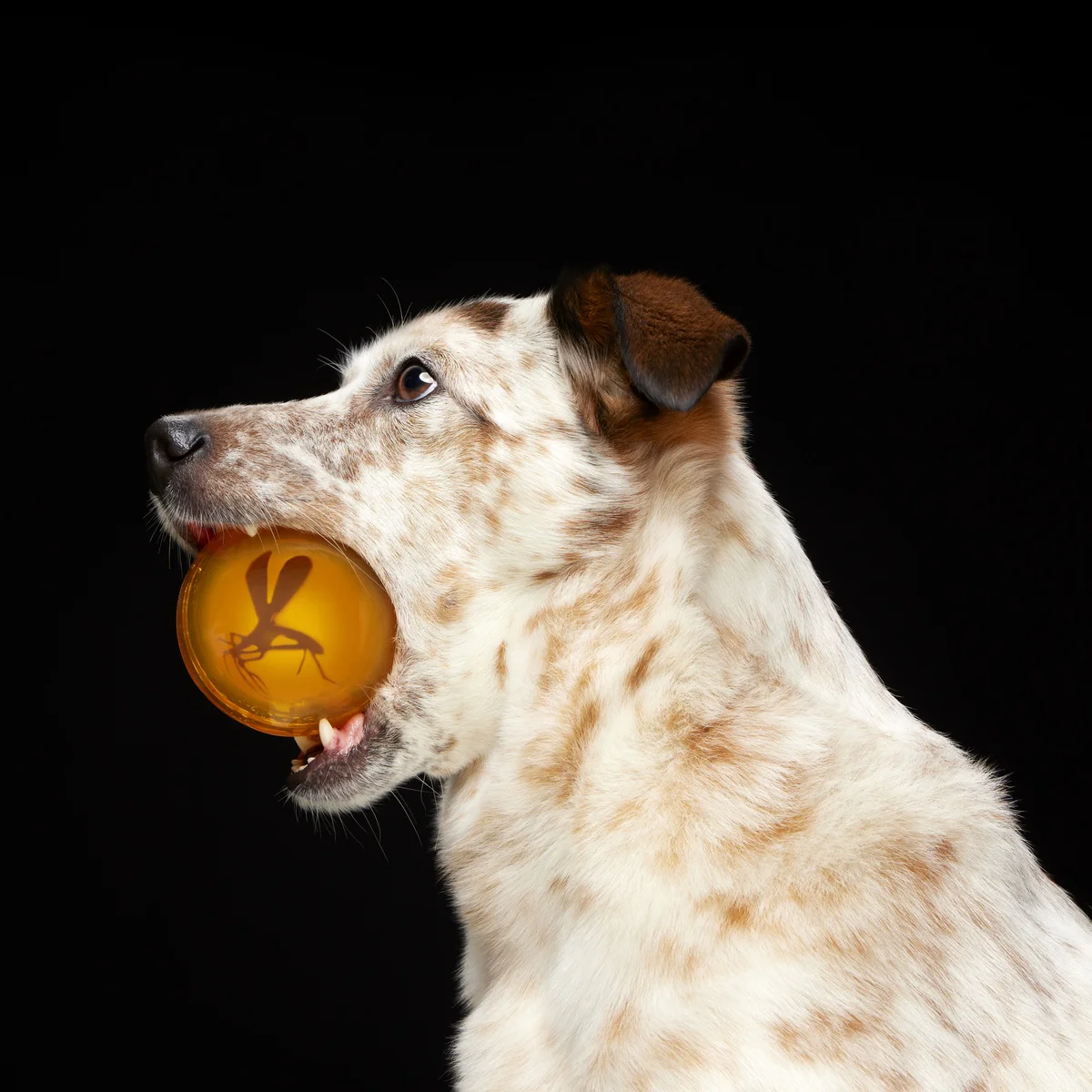 It's In My DNA Durable Super Chewer Fetch Dog Toy - Image 3