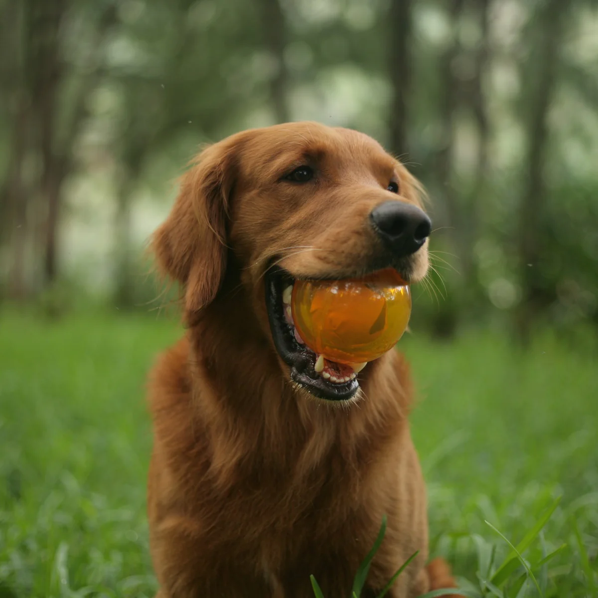 It's In My DNA Durable Super Chewer Fetch Dog Toy - Image 4