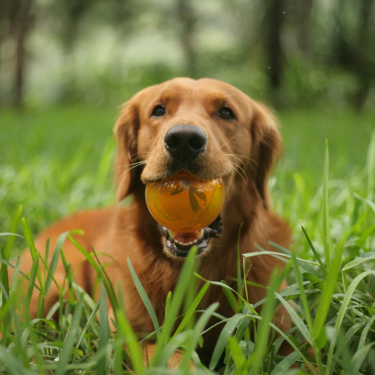 It's In My DNA Durable Super Chewer Fetch Dog Toy - Image 5