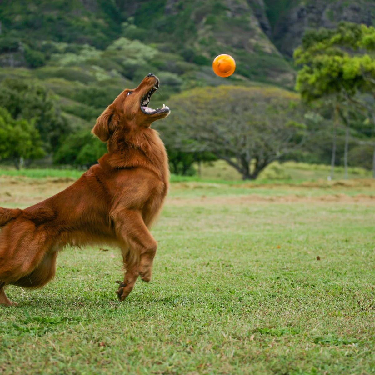 It's In My DNA Durable Super Chewer Fetch Dog Toy - Image 6