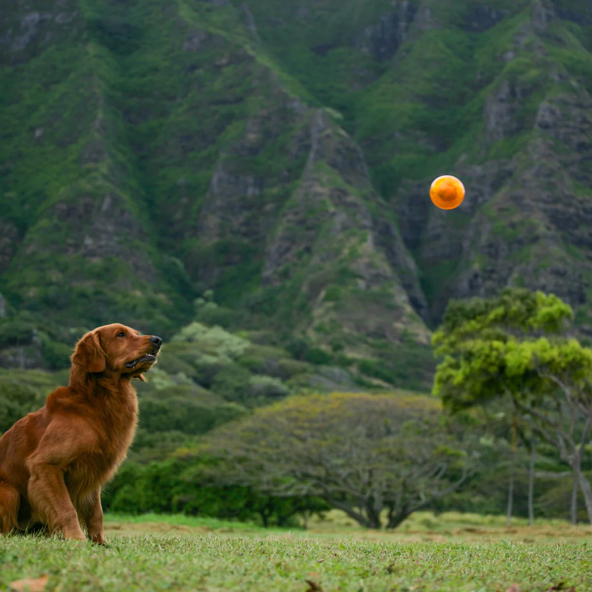 It's In My DNA Durable Super Chewer Fetch Dog Toy - Image 7