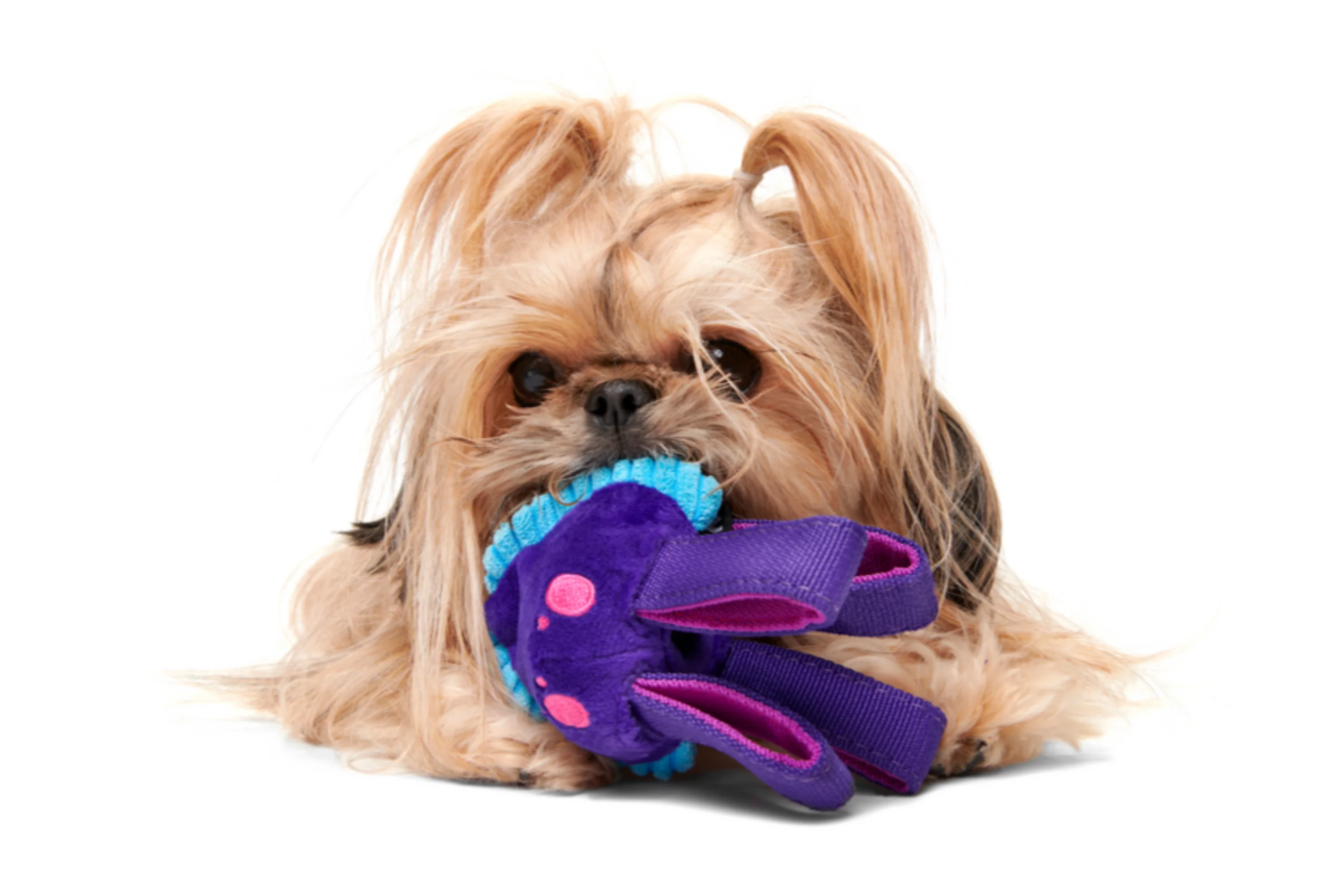 Karen Kraken Durable Super Chewer Tug Dog Toy - Image 6