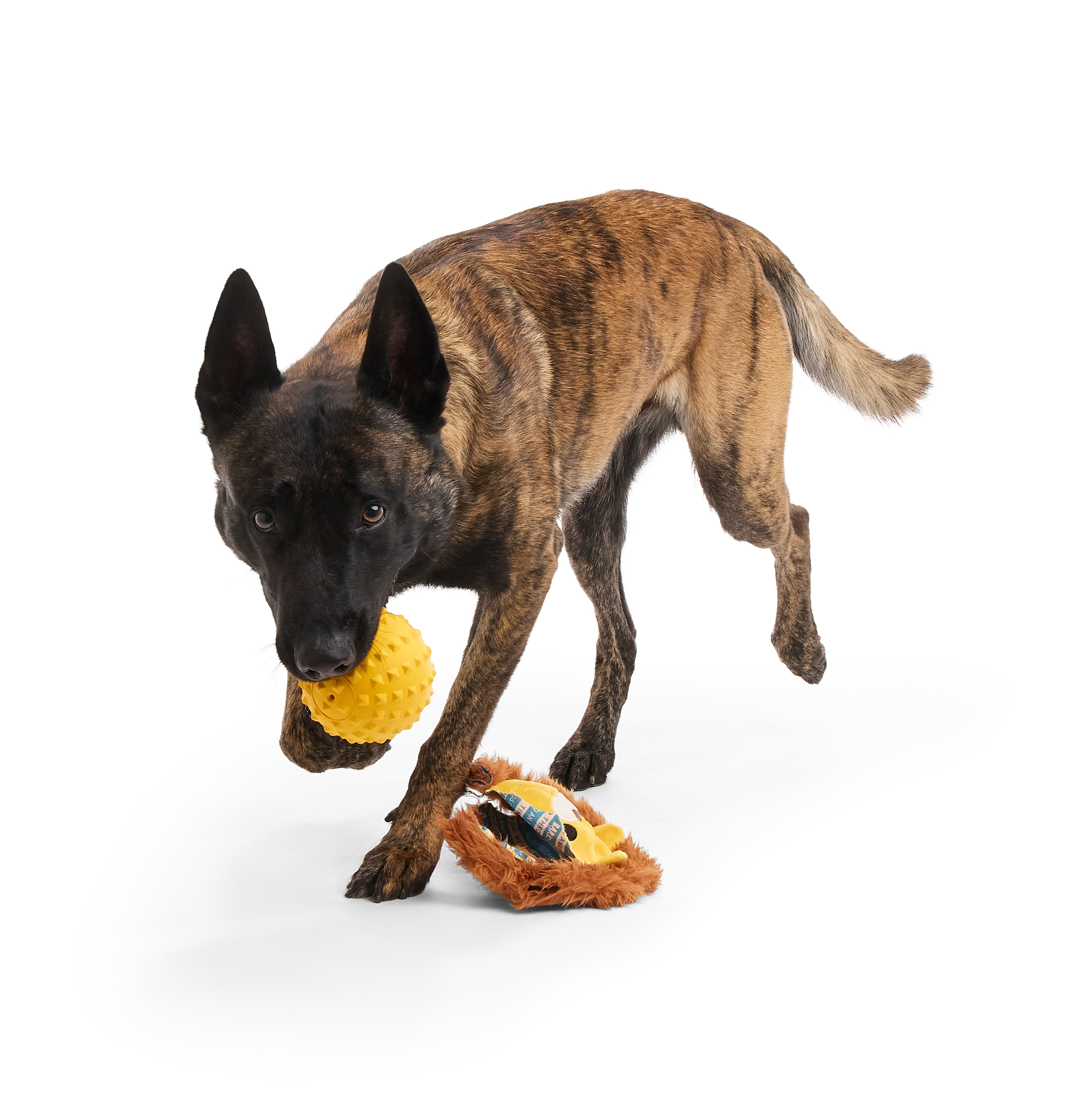 Lionel Lion Durable Super Chewer 2-in-1 Rip and Reveal + Fetch Dog Toy - Image 4
