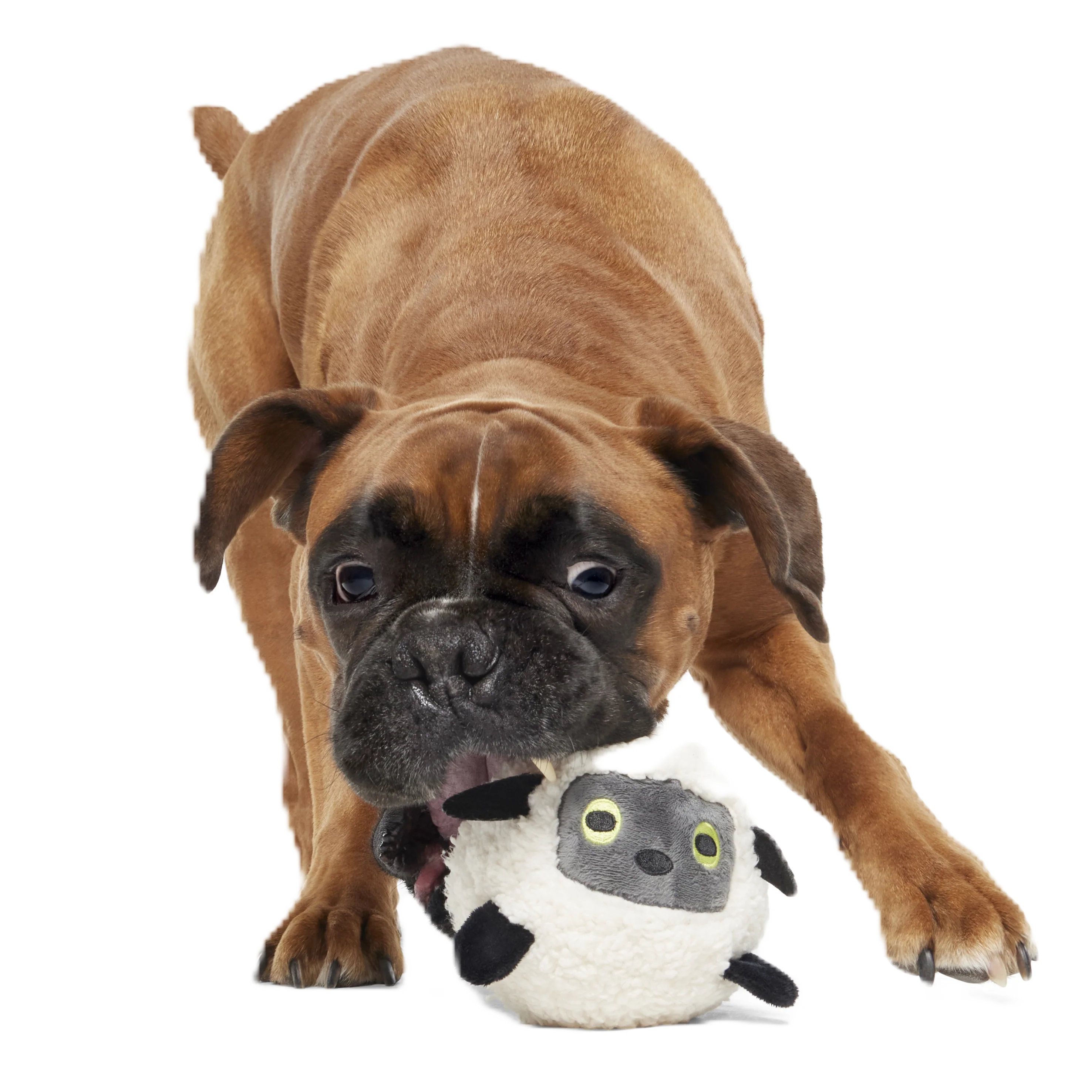 Little Bo Pup Super Chewer Durable Fetch + 2-in-1 Dog Toy - Image 4